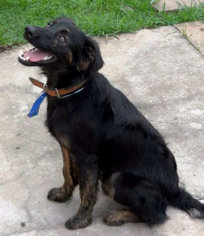 Cachorro ra a SRD idade 3 anos nome Thor