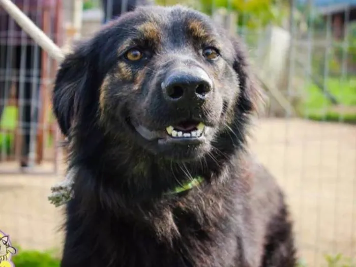 Cachorro ra a SRD idade 3 anos nome Thor