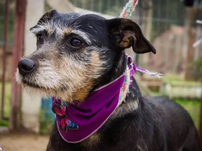 Cachorro ra a SRD idade 6 ou mais anos nome Vitória
