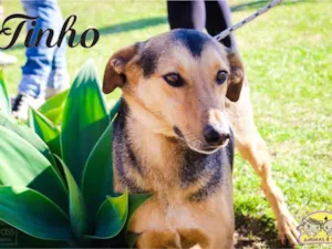 Cachorro raça SRD idade 6 ou mais anos nome Tinho