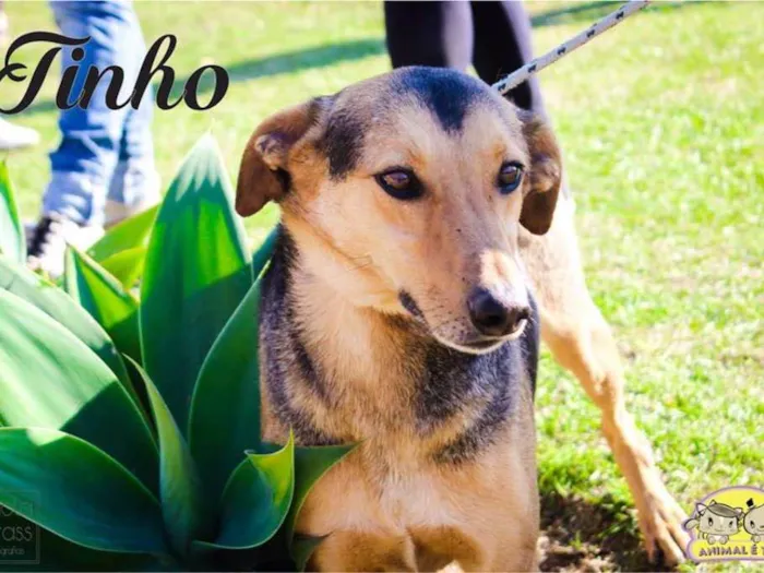 Cachorro ra a SRD idade 6 ou mais anos nome Tinho