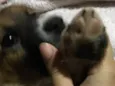 Lua