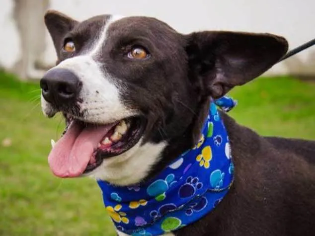 Cachorro ra a SRD idade 5 anos nome Sony