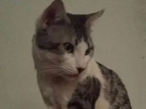 Gato raça mestiço idade 2 anos nome Ares