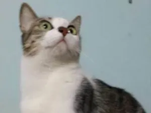 Gato raça mestiço idade 2 anos nome Hera