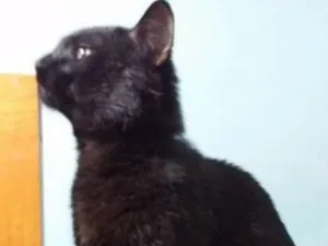 Gato raça mestiço idade 2 anos nome Zeus