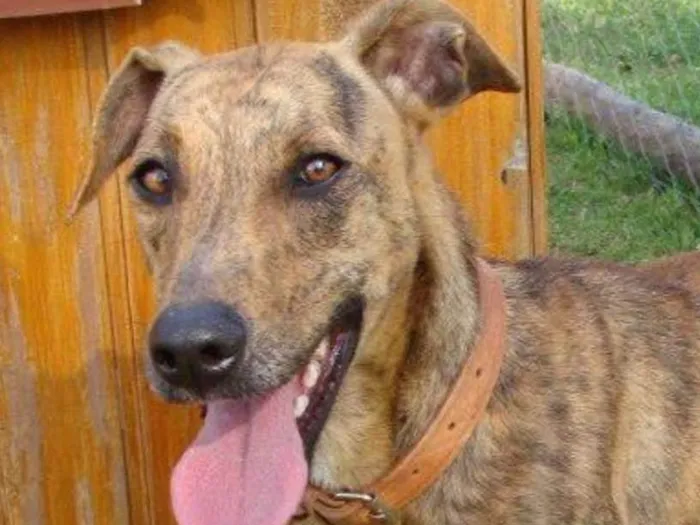 Cachorro ra a SRD idade 5 anos nome Roger