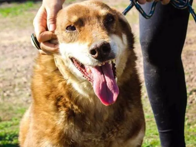Cachorro ra a SRD idade 6 ou mais anos nome Princesa