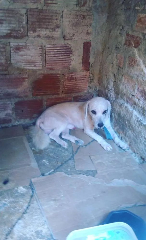 Cachorro raça Pudo mesturado idade 1 ano nome Urso