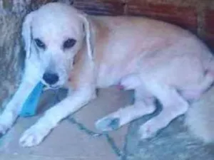 Cachorro raça Pudo mesturado idade 1 ano nome Urso