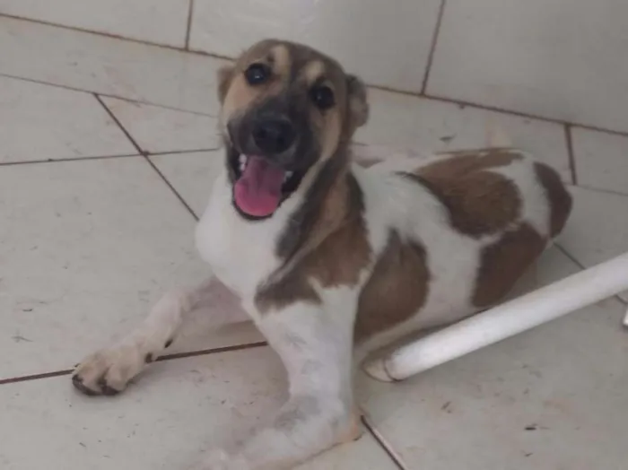 Cachorro ra a vira lata  idade 2 a 6 meses nome Jujuba