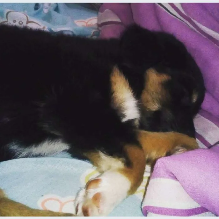Cachorro ra a Mista idade 2 a 6 meses nome Mabel
