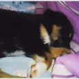 Mabel