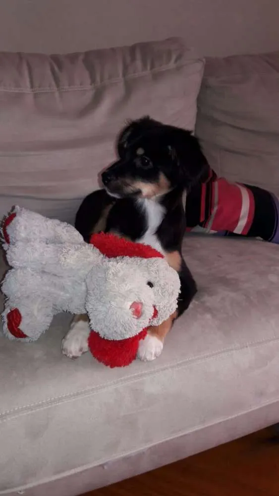 Cachorro ra a Mista idade 2 a 6 meses nome Mabel