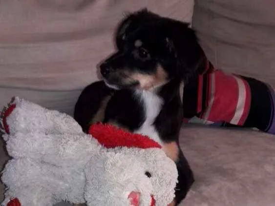 Cachorro ra a Mista idade 2 a 6 meses nome Mabel