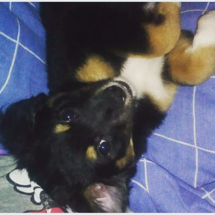 Cachorro ra a Mista idade 2 a 6 meses nome Mabel