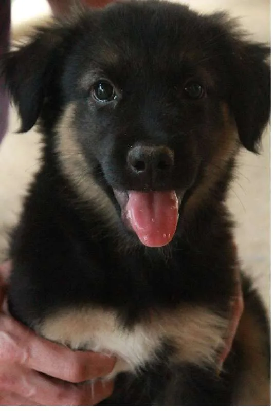 Cachorro ra a Pastor Alemão idade 2 a 6 meses nome Flor