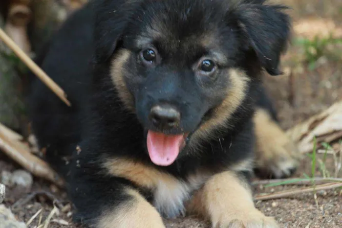Cachorro ra a Pastor Alemão idade 2 a 6 meses nome Flor