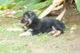 Flor
