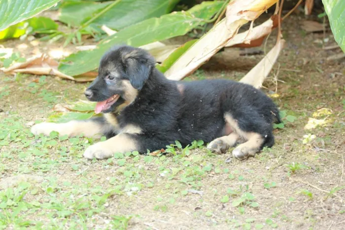 Cachorro ra a Pastor Alemão idade 2 a 6 meses nome Flor
