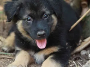 Cachorro raça Pastor Alemão idade 2 a 6 meses nome Flor