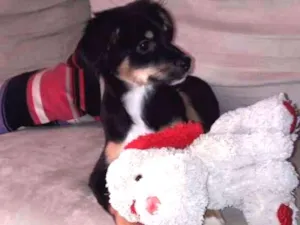 Cachorro raça Mista idade 2 a 6 meses nome Mabel