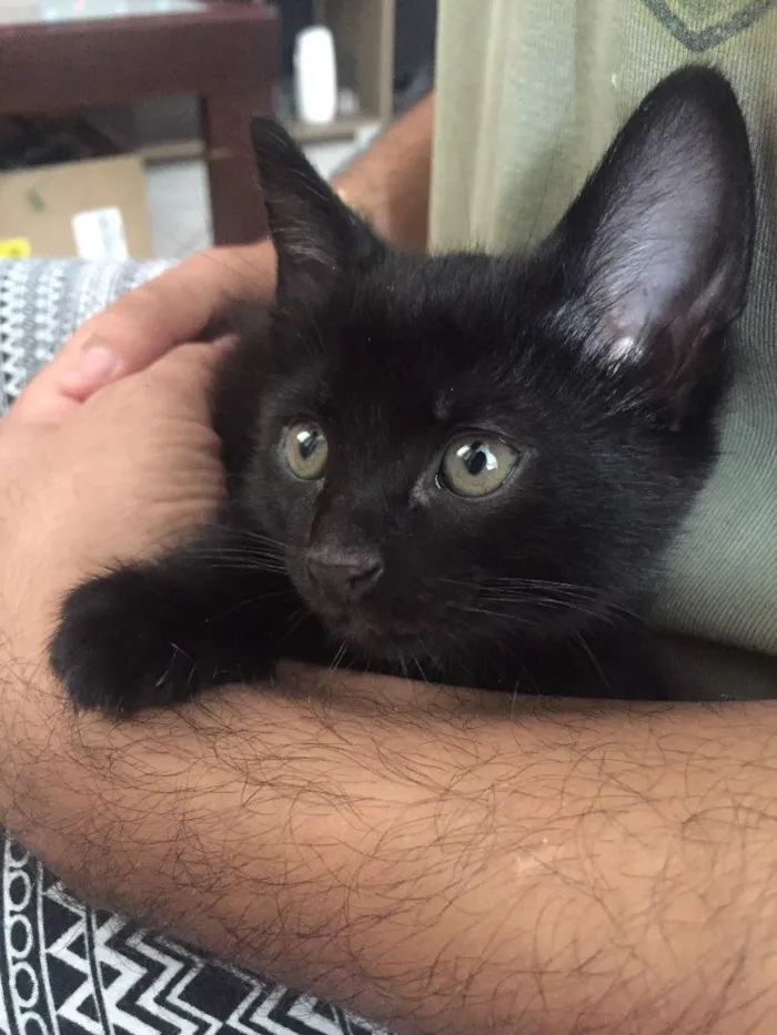 Gato ra a Não definida idade Abaixo de 2 meses nome Chloe