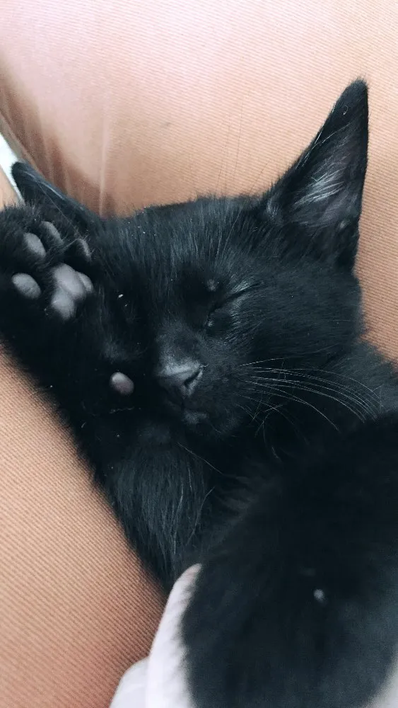 Gato ra a Não definida idade Abaixo de 2 meses nome Chloe
