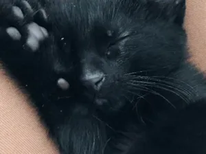 Gato raça Não definida idade Abaixo de 2 meses nome Chloe