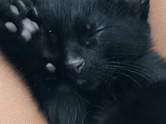 Gato ra a Não definida idade Abaixo de 2 meses nome Chloe