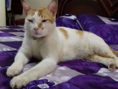 Gato raça SRD idade 3 anos nome Pituco