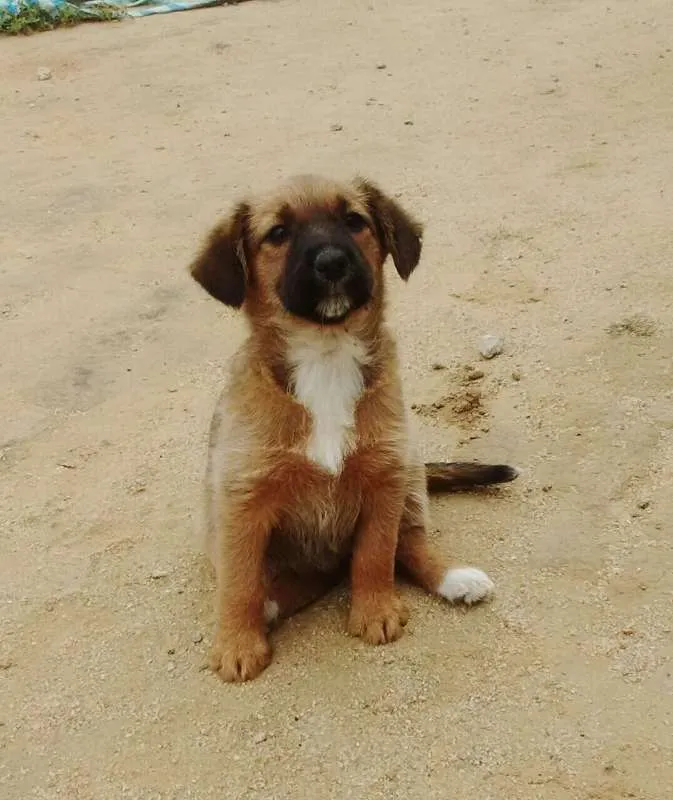 Cachorro raça vira lata idade 2 a 6 meses nome Maya