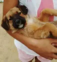 Maya