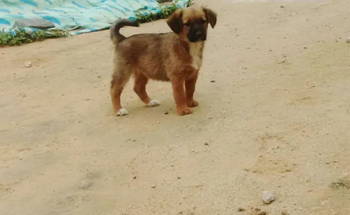 Cachorro raça vira lata idade 2 a 6 meses nome Maya