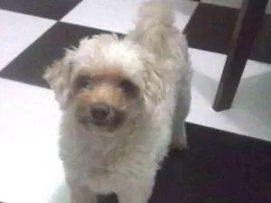 Cachorro raça Podlee idade 4 anos nome Mel