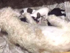 Cachorro raça Podle com outra raça idade 2 anos nome Branquinha