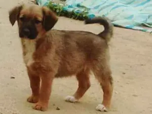 Cachorro raça vira lata idade 2 a 6 meses nome Maya