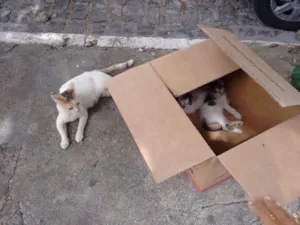 Gato raça Vira lata idade Abaixo de 2 meses nome Mamãe e filhotes
