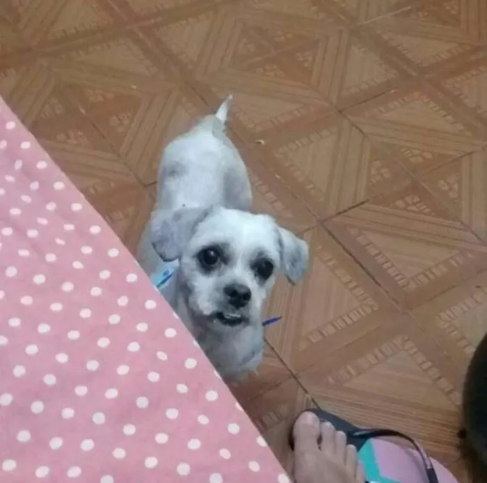 Cachorro ra a Lhasa Apso idade  nome não sei