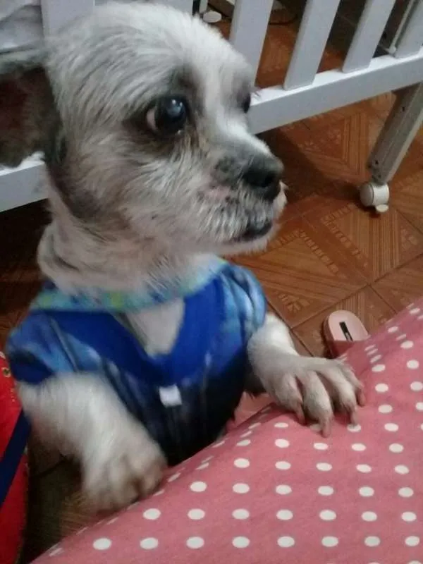Cachorro ra a Lhasa Apso idade  nome não sei