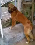 Sofie