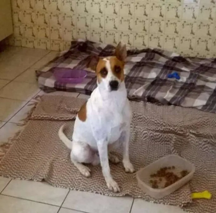 Cachorro ra a SRD idade 2 anos nome Dudu