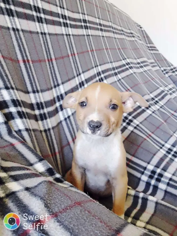 Cachorro ra a Mistura com pitbull idade Abaixo de 2 meses nome Sem nome