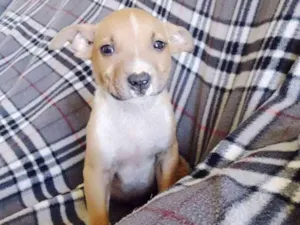 Cachorro raça Mistura com pitbull idade Abaixo de 2 meses nome Sem nome