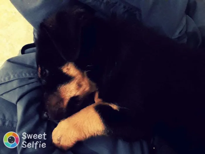 Cachorro ra a Srd idade 2 a 6 meses nome Chocolate