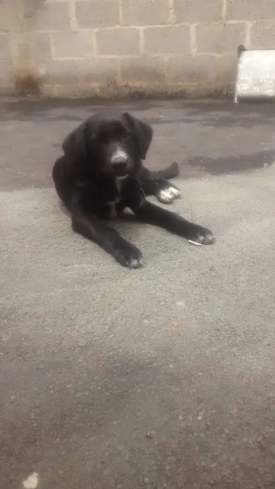 Cachorro raça Vira lata idade 2 a 6 meses nome Nero