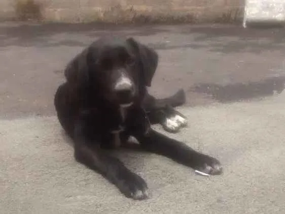 Cachorro raça Vira lata idade 2 a 6 meses nome Nero