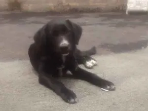 Cachorro raça Vira lata idade 2 a 6 meses nome Nero