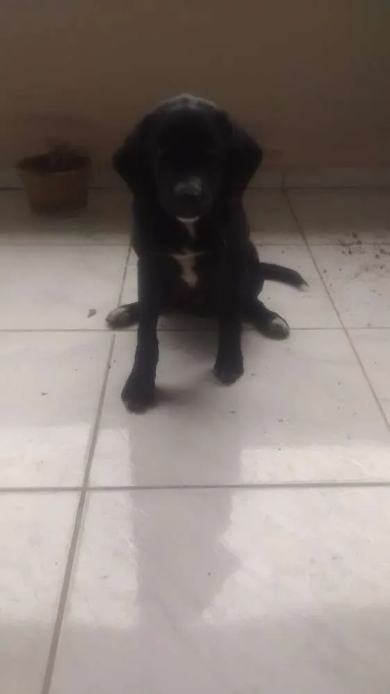 Cachorro raça Vira lata idade 2 a 6 meses nome Nero