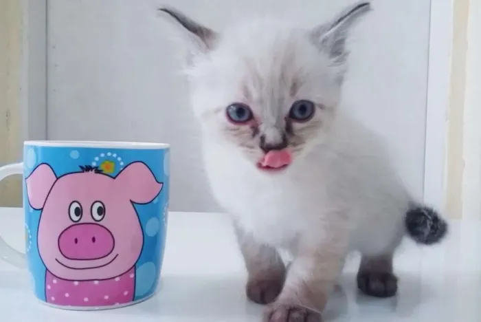 Gato ra a Srd idade Abaixo de 2 meses nome Branco